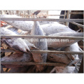 Fresh frozen skipjack tuna whole round best quality hot sale to Srilanka